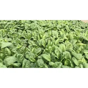 Seme spanaća SV 1714 VC (Poboljšana MARIŠKA) - 100.000 semena