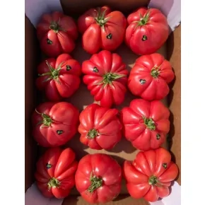 Seme paradajza Mamipink ez F1 - 250 semena