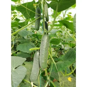 Krastavac Paraiso ez F1