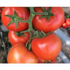 Seme paradajza Roenza EZ F1 – 500 semena Seme paradajza Roenza EZ F1 – 500 semena