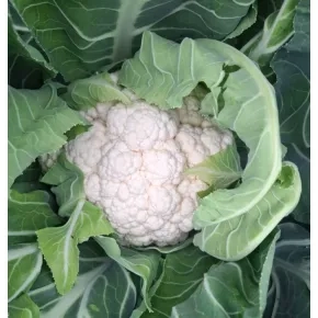 Seme karfiola Moonshine EZ F1 – 1000 semena