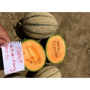 Seme dinje Tirreno EZ F1 – 250 semena