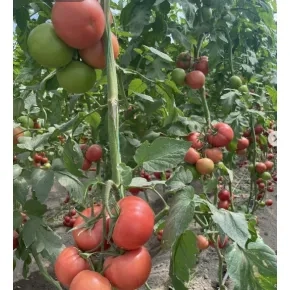 Seme paradajza Tukipink EZ F1 – 500 semena Seme paradajza Tukipink EZ F1 – 500 semena