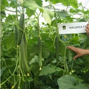 Seme krastavca Kalunga EZ F1 – 500 semena