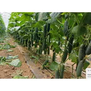 Seme krastavca Priapo EZ F1 – 500 semena