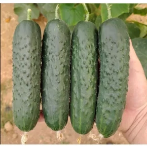 Seme kornišona Severin EZ F1 – 500 semena