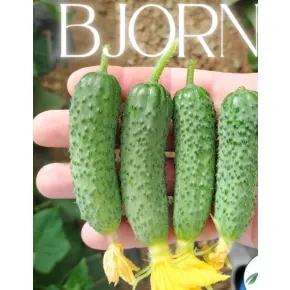 Seme kornišona Bjorn EZ F1 – 500 semena