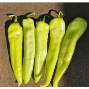 Seme paprike Hotstar ez F1 - 500 semena