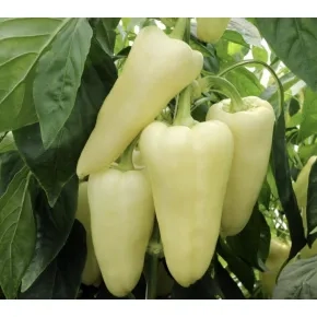 Seme paprike Estilla F1 - 500 semena