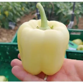 Seme paprike Multina ez F1 - 500 semena