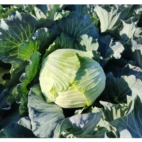 Seme kupus Green Lunar F1 – 2500 semena