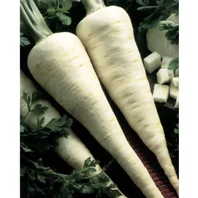 Peršun Berlinski poludugi 20 g