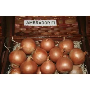 Luk Ambrador F1 - 250 000 semena 