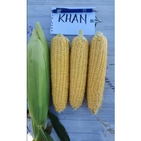 Kukuruz šećerac Khan F1 5000 semena