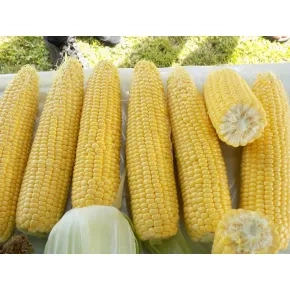 Kukuruz Šećerac Mint F1