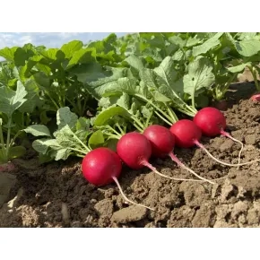 Seme Rotkvice Pepito F1 – 500 semena