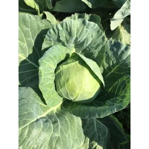 Kupus Sougetsu F1 - Rani