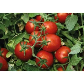 Paradajz Chibli NOVO