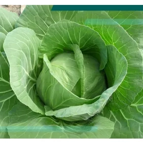 Kupus Delight ball F1