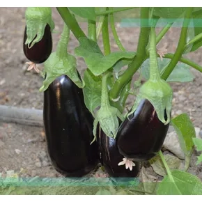 Patlidžan Vernal 1000 s