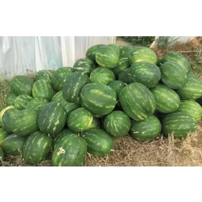 Lubenica Hercules F1