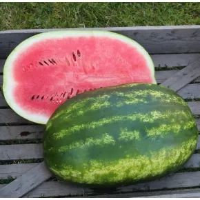 Lubenica Santa Matilde F1