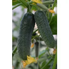 Kornišon Barytone F1