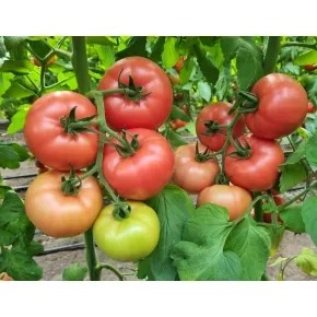 Seme paradajza Pink Manistella F1 – 500 semena