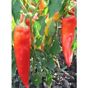 Seme paprike Palanačka kapija - 10 g