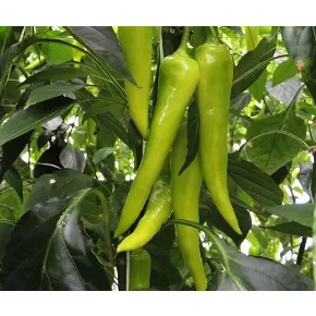 Seme paprike Kard F1 - 250 semena