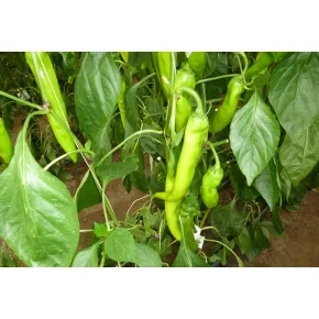 Seme paprike Thunder RZ F1 - 100 semena