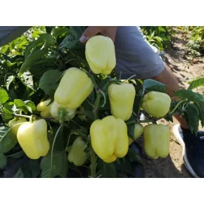 Seme paprike Enix F1 - 1000 semena