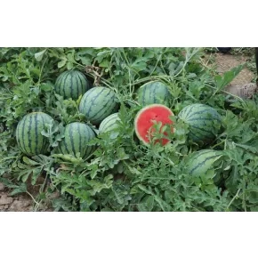 Lubenica Pepita F1 (Tiger mini)