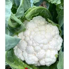 Seme karfiola Marmorex F1 1000 semena