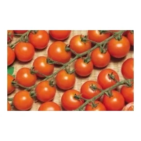 Paradajz Čeri Aprikola F1