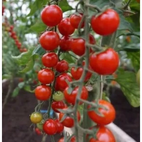 Paradajz Čeri Curranto F1