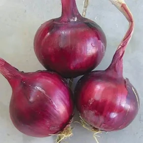 Crveni Luk Fabula F1