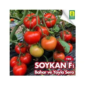 Paradajz Soykan 500s Paradajz Soykan 500s