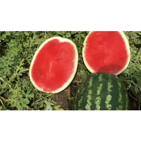 Lubenica Nun 21613 F1