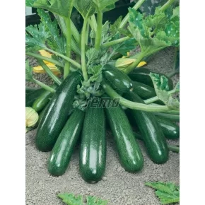 Seme Tikvice Senzace F1 – 100 semena