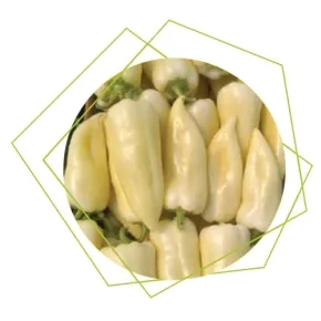 Paprika Skytia ez F1 Paprika Skytia ez F1