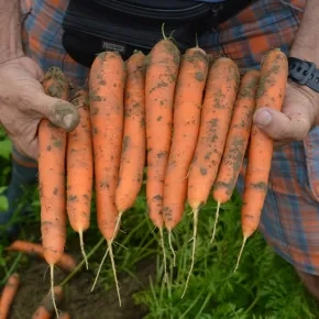 Mrkva Presto  100 000 s