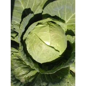 Kupus Srpski melez 10 1g