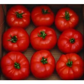 Paradajz Berberana ez F1 Paradajz Berberana ez F1