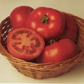 Paradajz Rally ez F1 Paradajz Rally ez F1