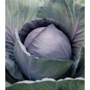 Crveni kupus Romanov F1