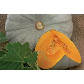 Tikva bundeva Sampson ez F1 