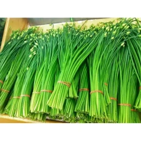 Luk vlašac Welta MIP