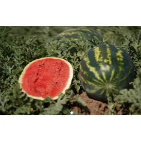 Lubenica Sherkhan F1