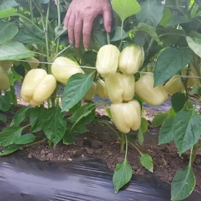 Paprika Tara F1 Paprika Tara F1